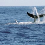 Walvis IJsland
